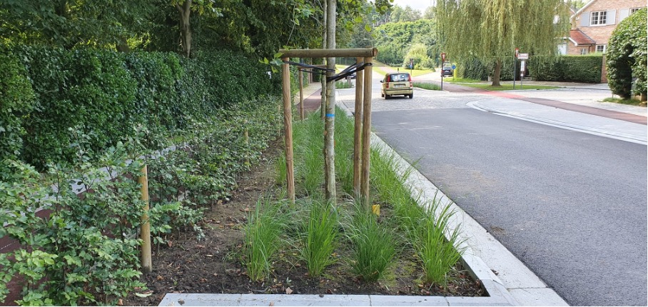 laanbeplanting-sint-genesius-rode